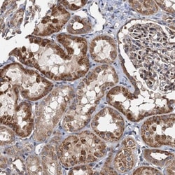 Neurobeachin Antibody, Novus Biologicals:Antibodies:Primary Antibodies